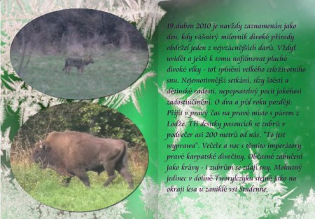 setkání s vlky a zubry v Polsku